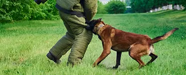 Abogados de mordeduras de perro en California