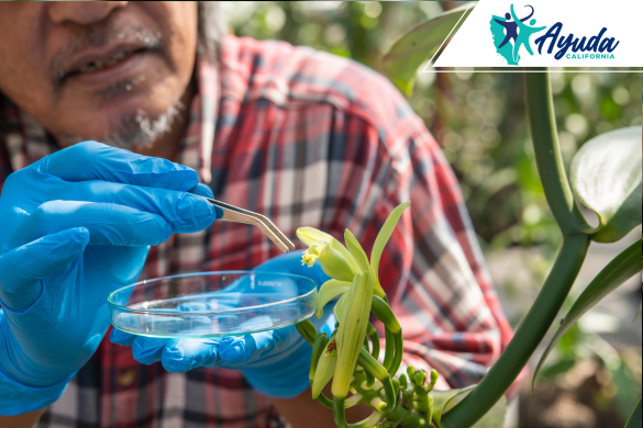 An agricultural worker wearing laboratory gloves handles a flower in a research setting, symbolizing the critical role of agricultural science in California. The image highlights the impact of mass layoffs affecting scientists and agricultural workers, as reported by Ayuda California.